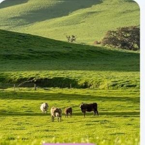 Meet your Posher, Sam